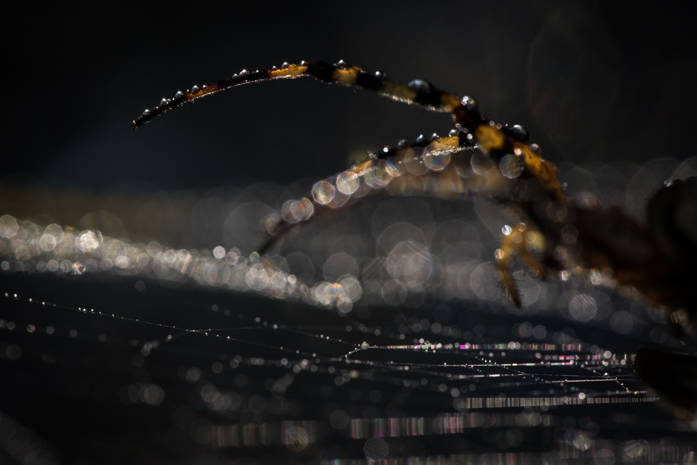 Spiders