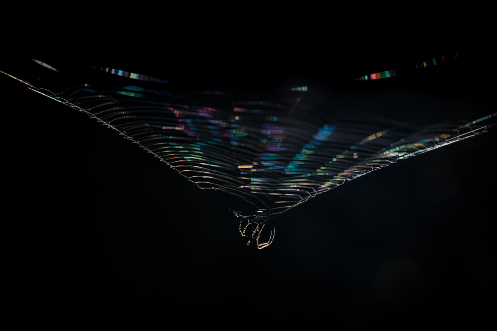 Spiders