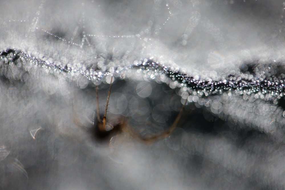 Spiders