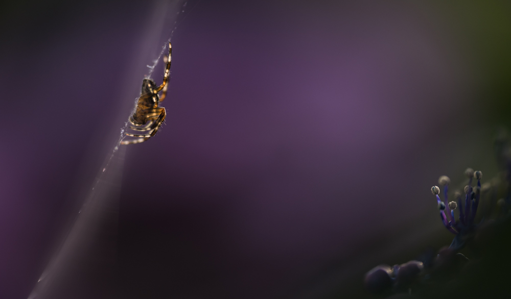 Spiders
