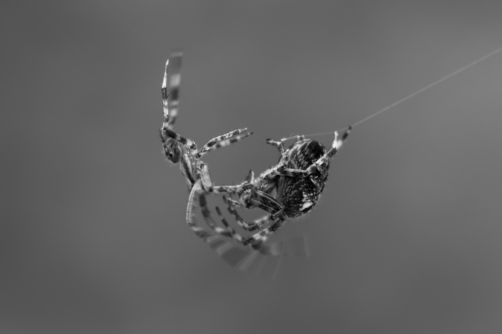 Spiders