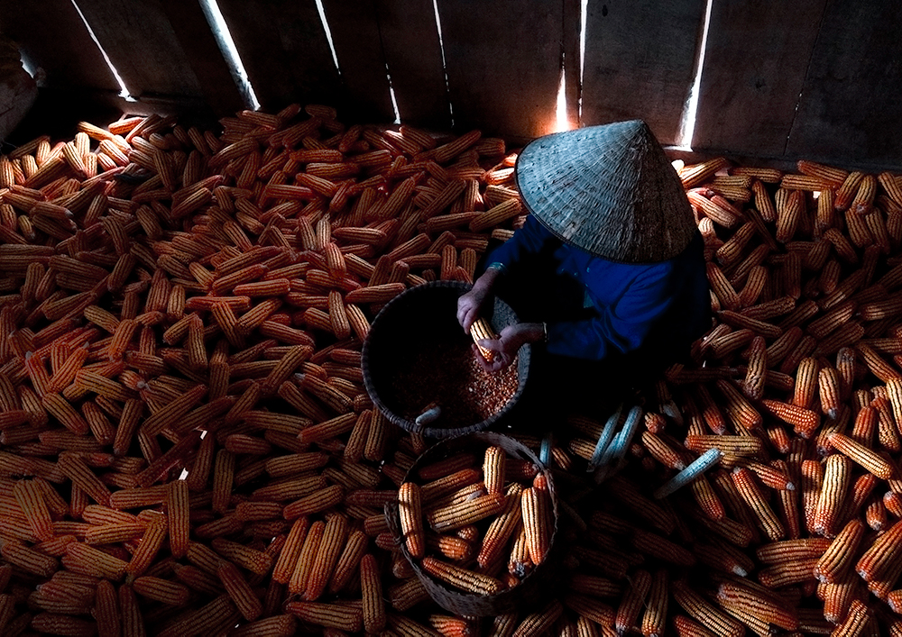Women at work in Vietnam