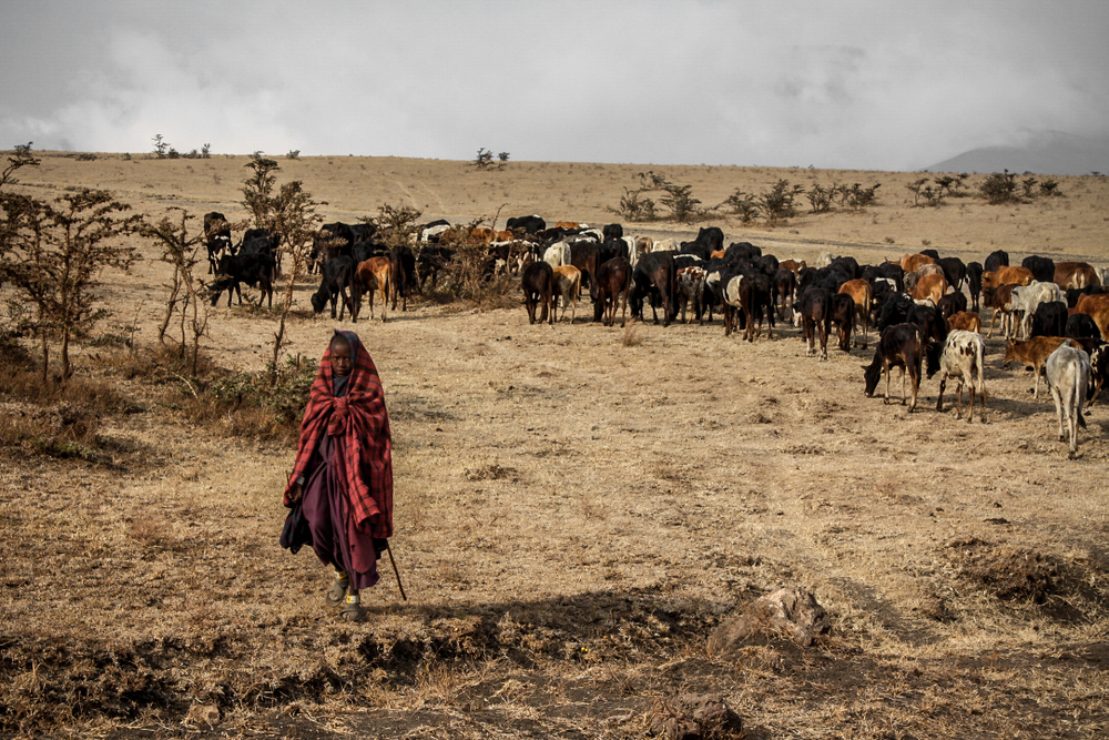 Massai shepherd