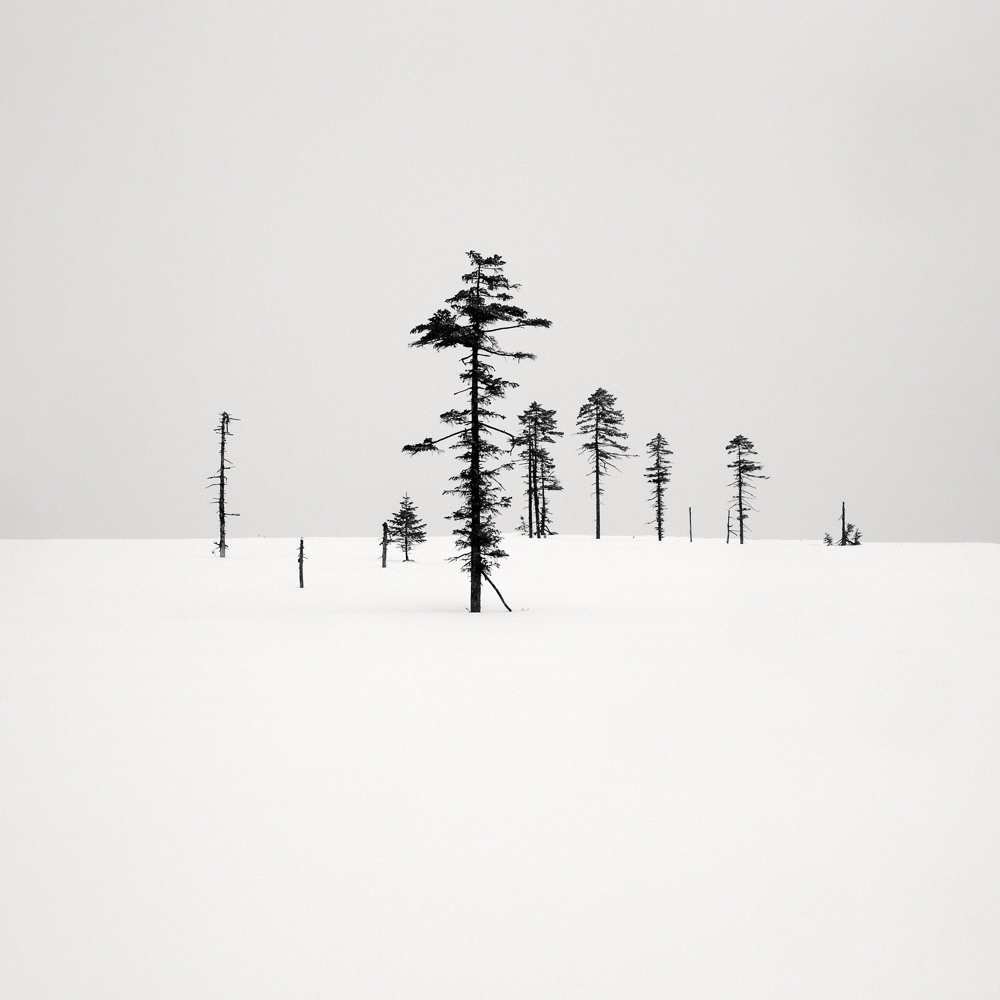 Calligraphy Trees