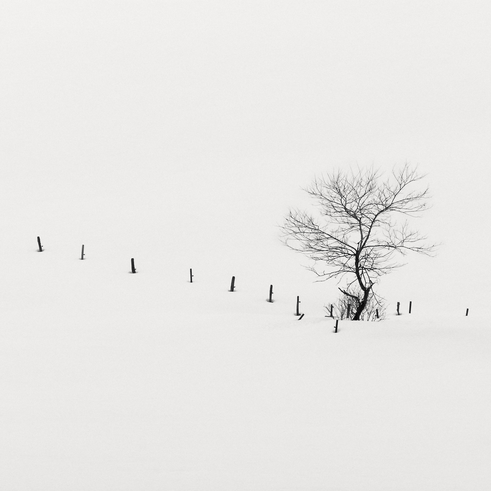 Calligraphy Trees