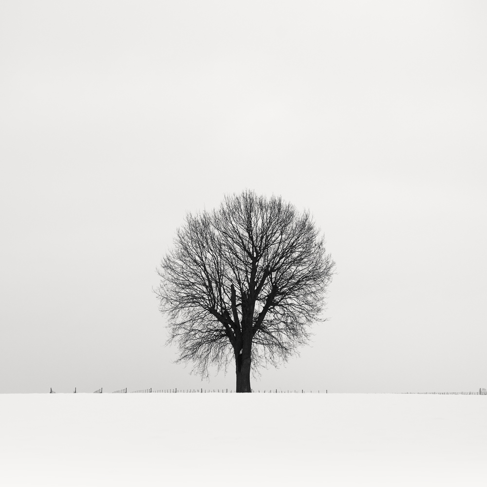 Calligraphy Trees