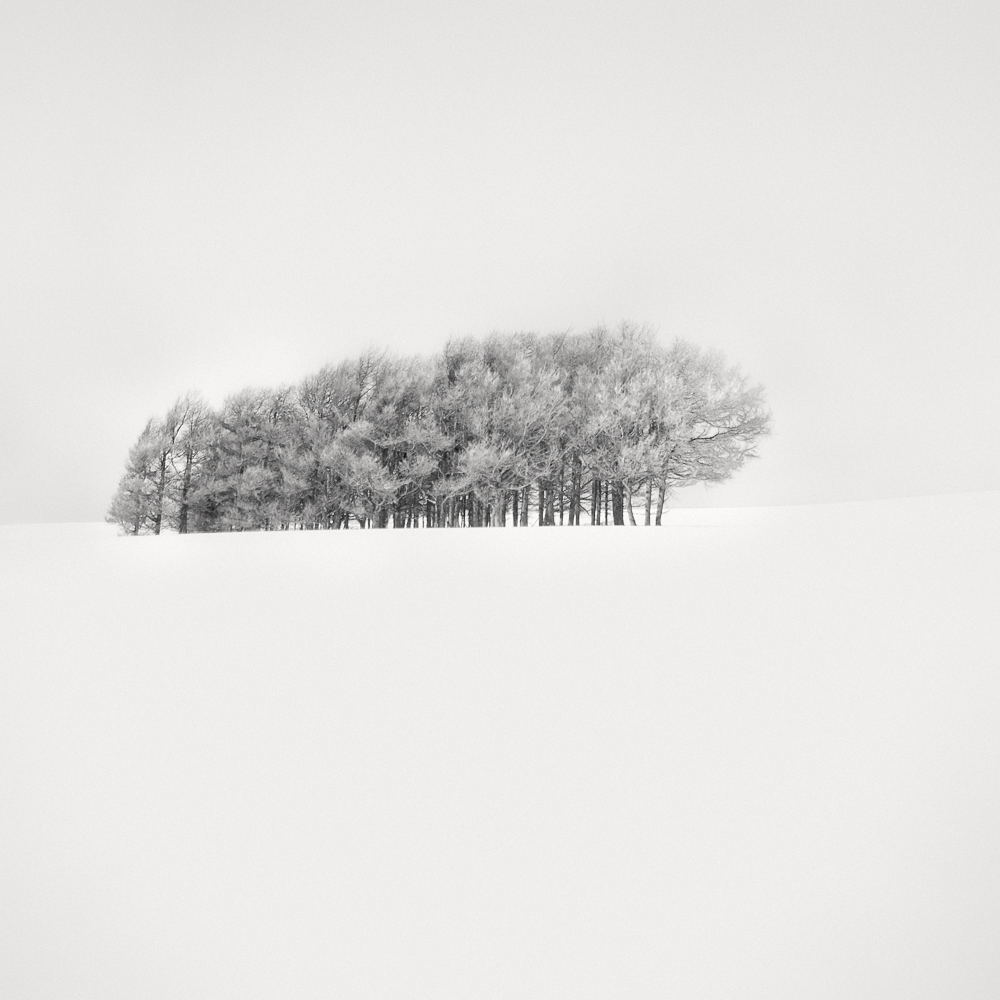 Calligraphy Trees