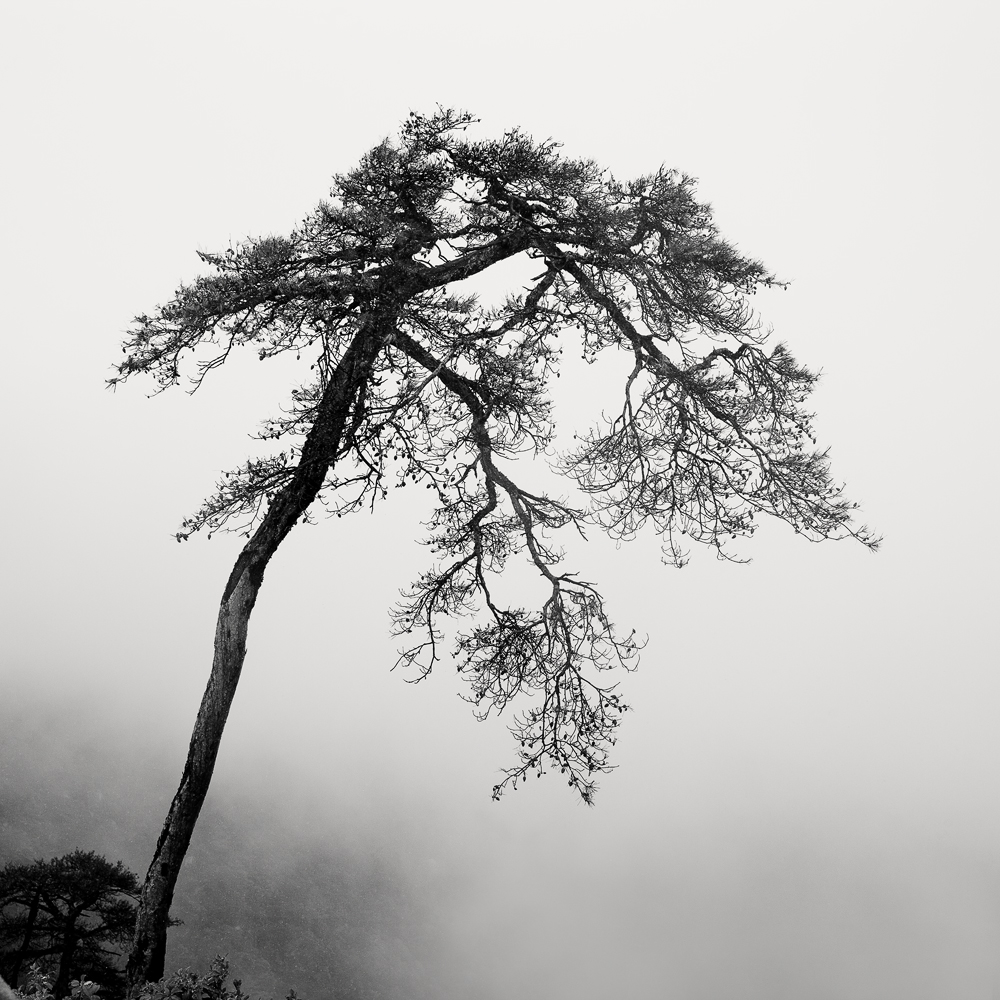 Calligraphy Trees