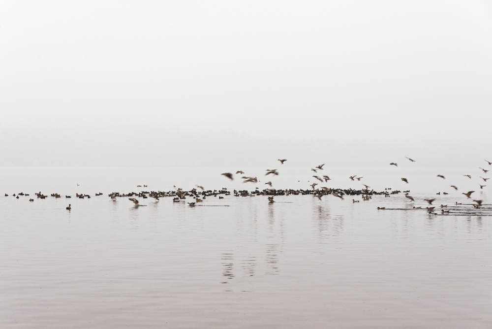 The Birds