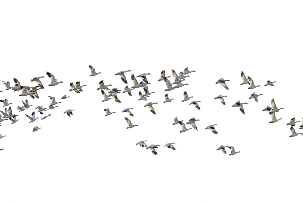 The Birds