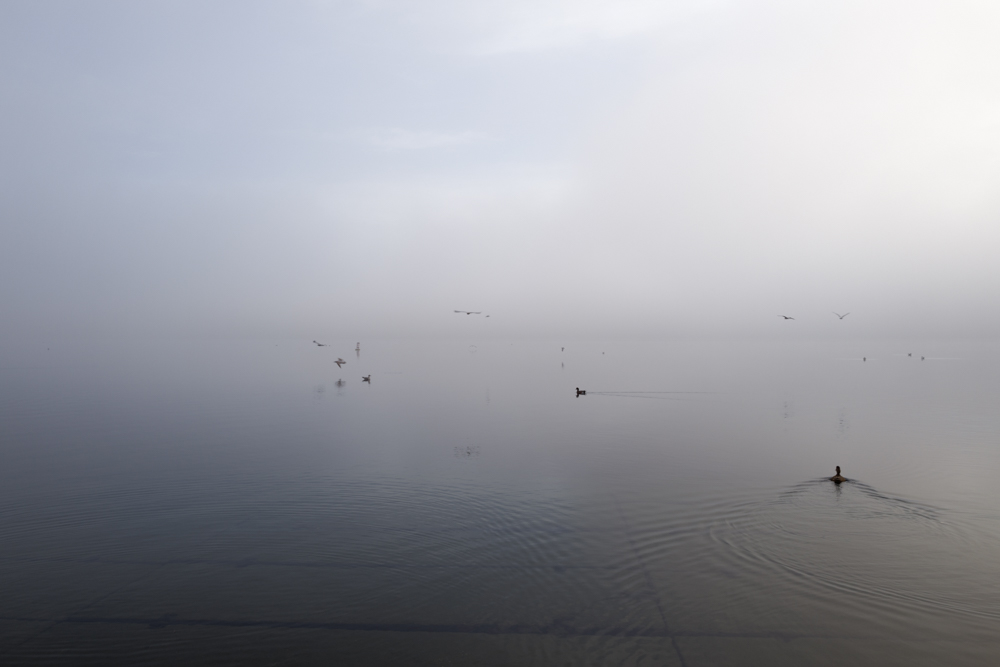 The Birds