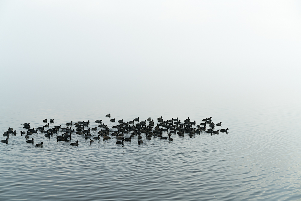 The Birds