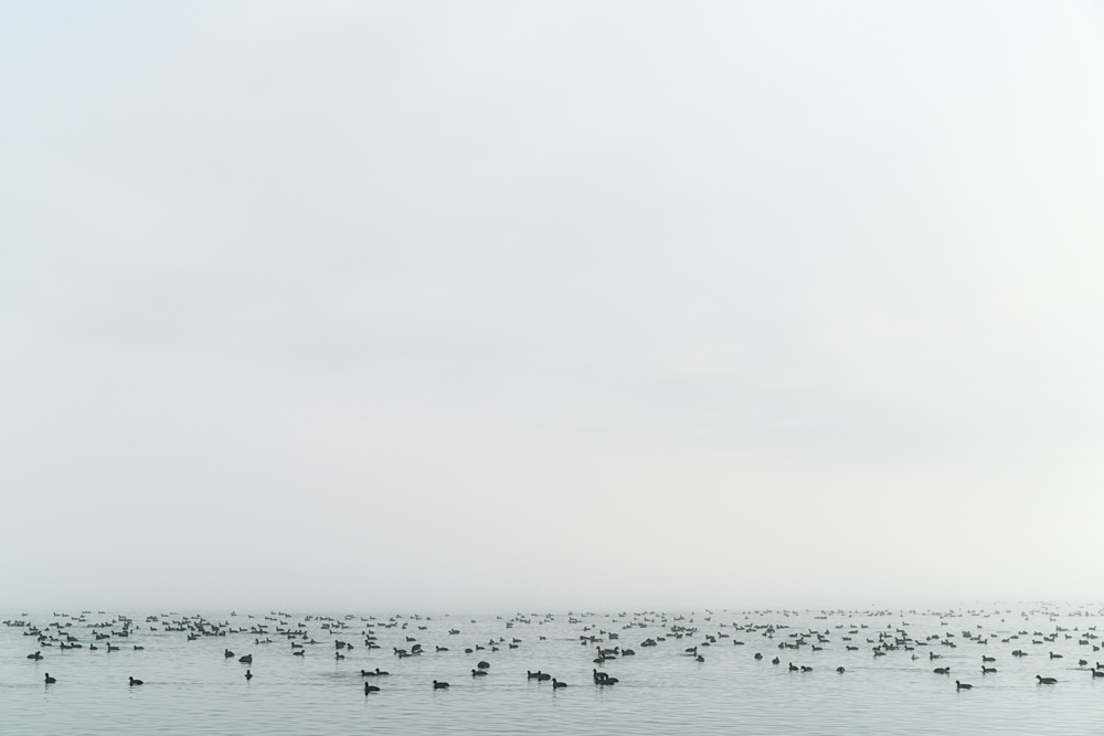 The Birds