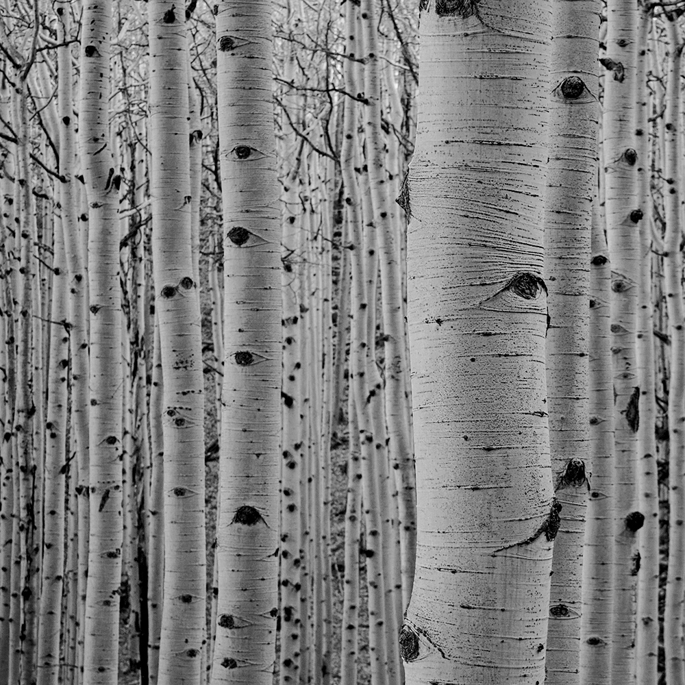 Aspen Trees