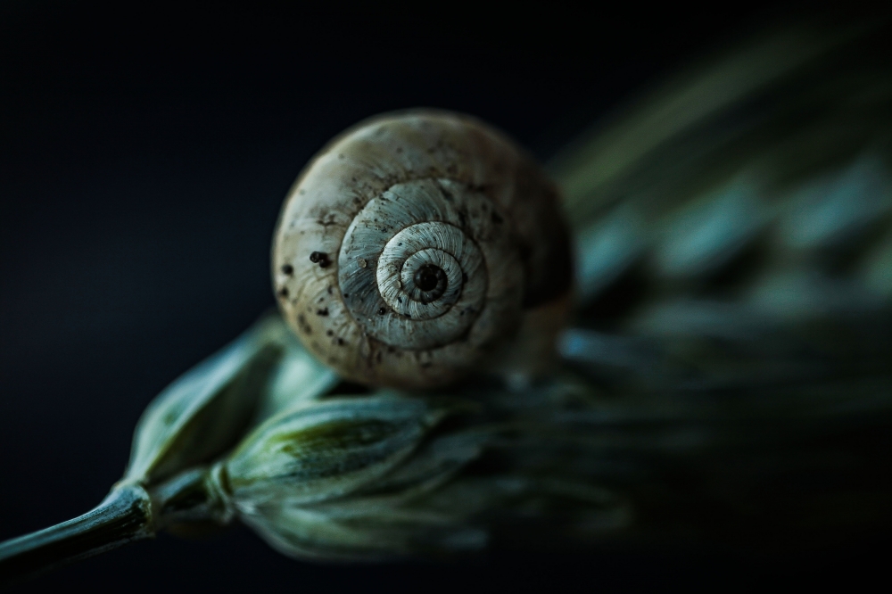 The spiral