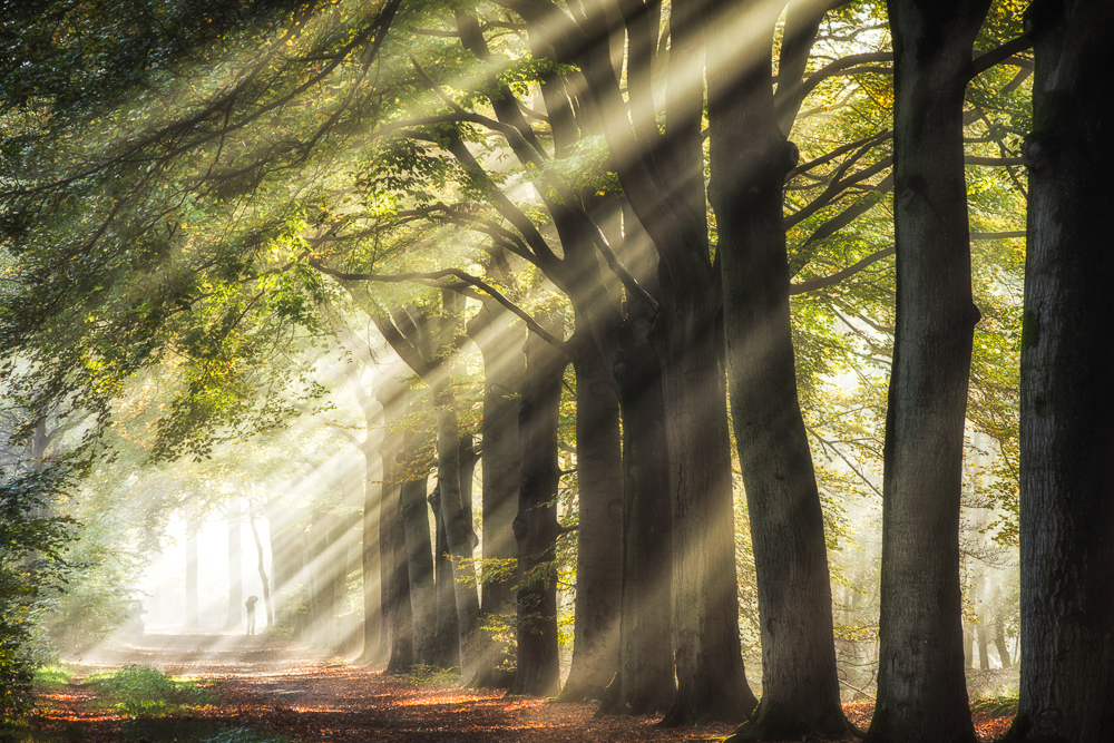 Magic of nature
