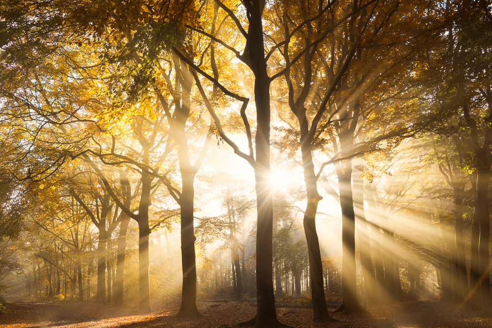 Magic of nature