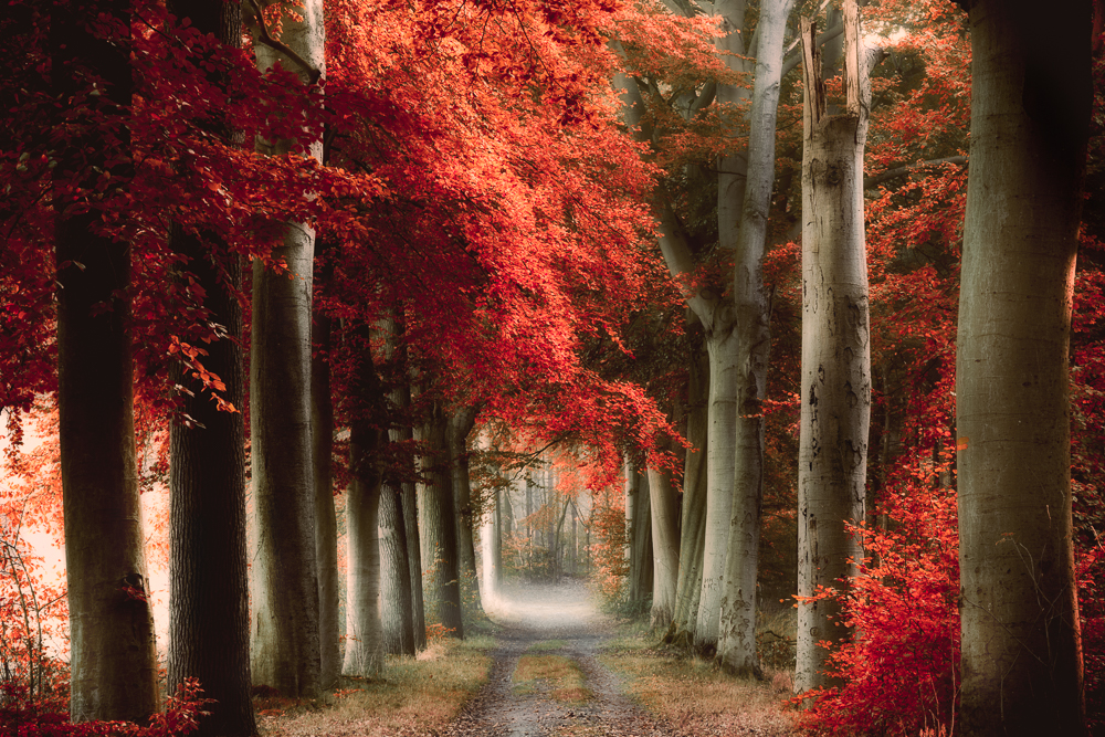 Magic of nature