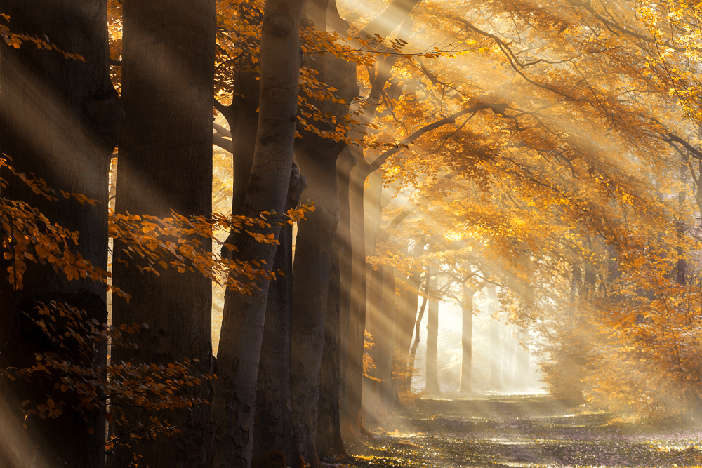 Magic of nature