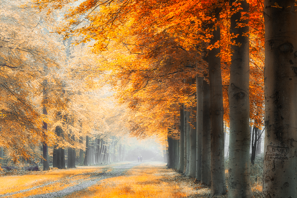Magic of nature