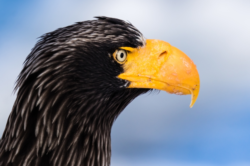 Steller's sea eagle