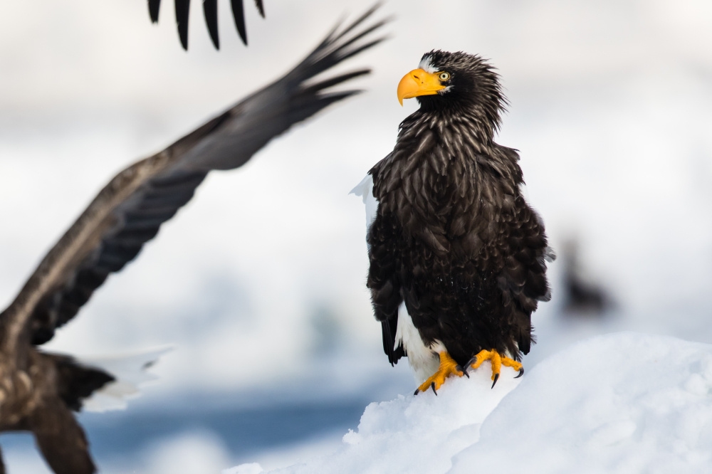 Steller's sea eagle