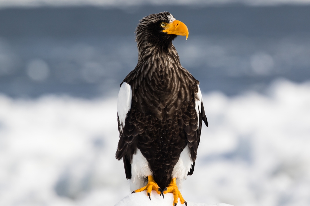 Steller's sea eagle
