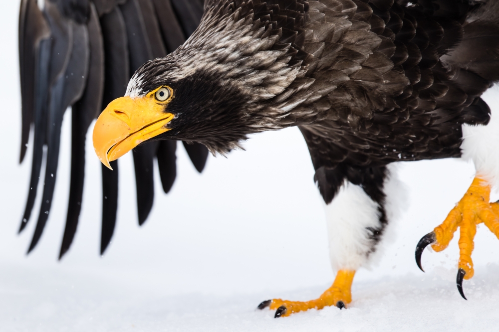 Steller's sea eagle