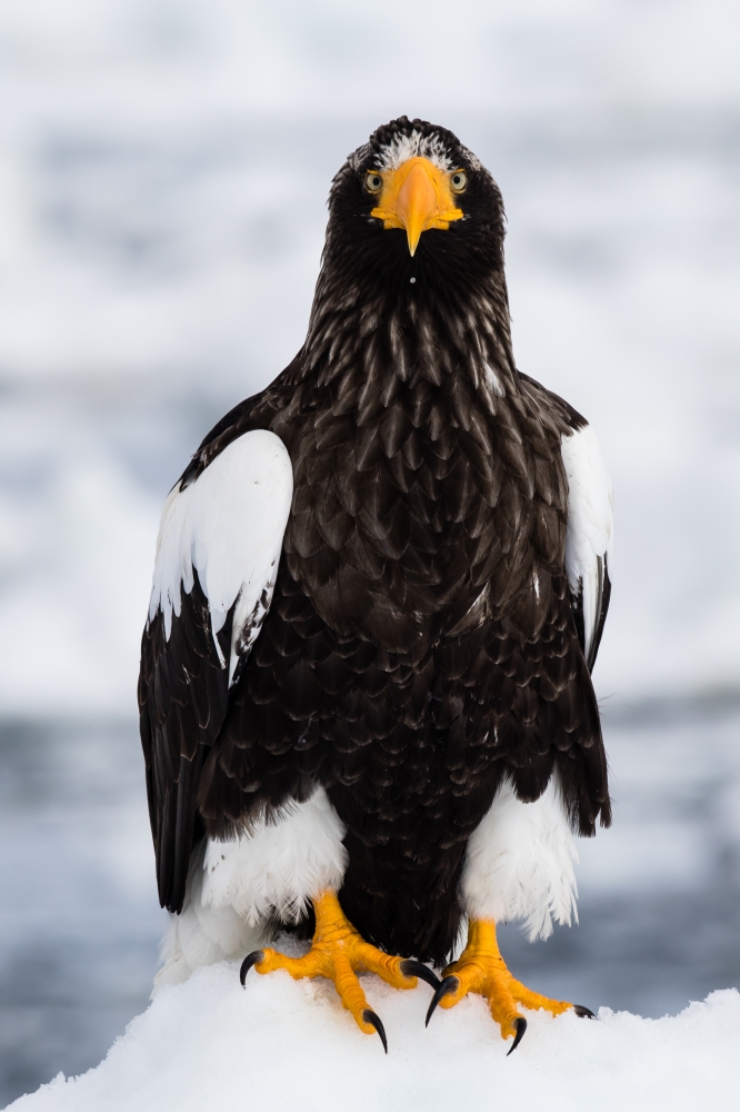 Steller's sea eagle