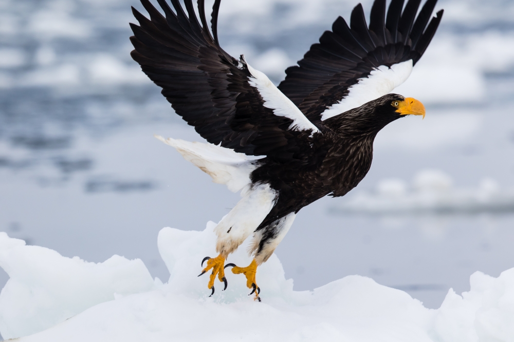 Steller's sea eagle