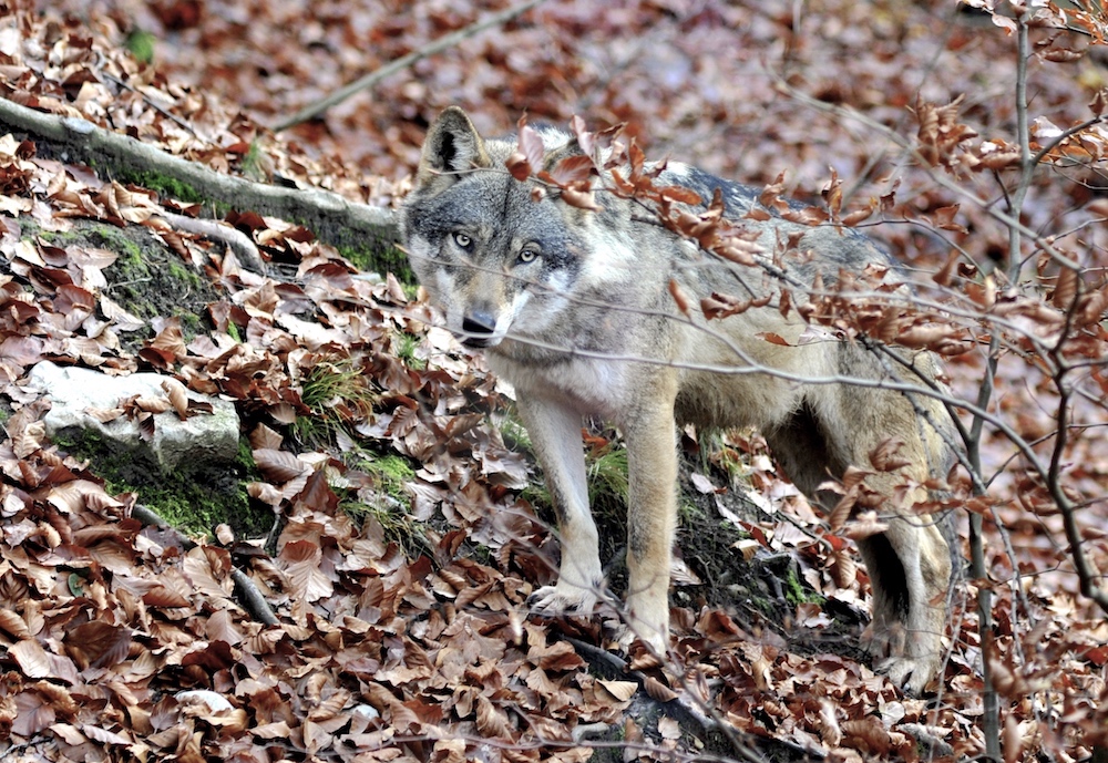 wildlife