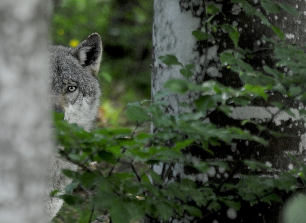 wildlife