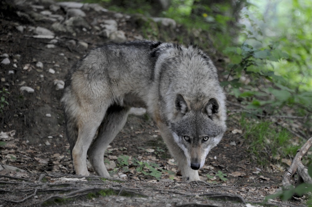 wildlife