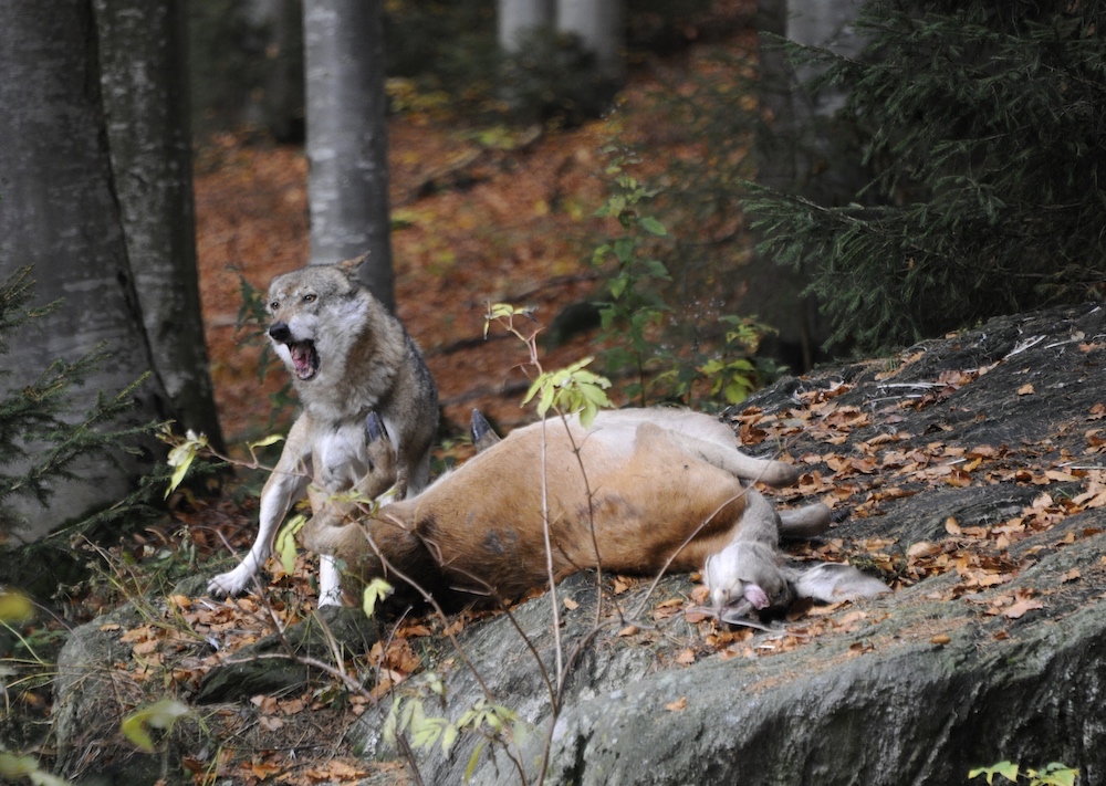 wildlife