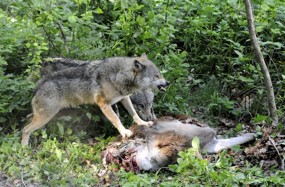 wildlife