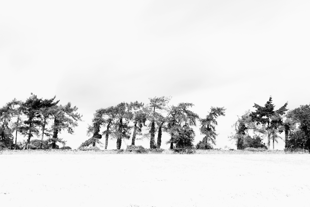 From the Series 