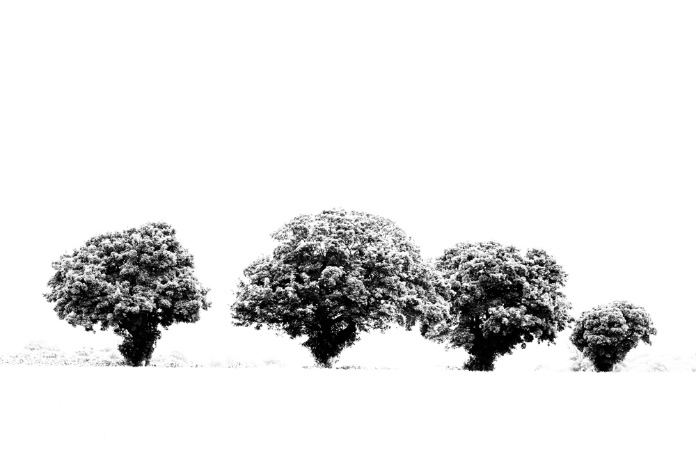 From the Series 