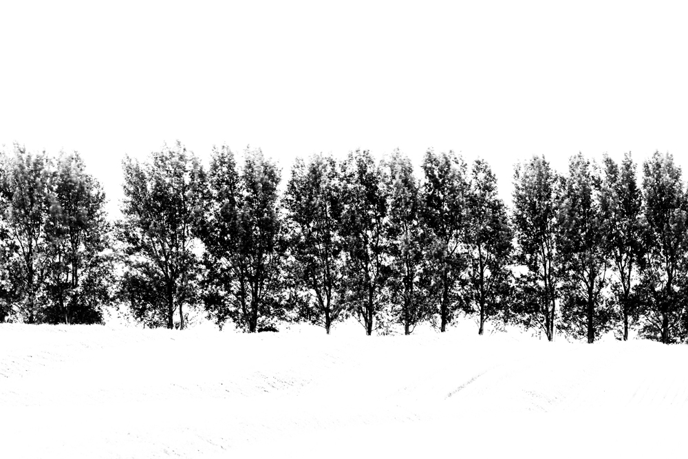 From the Series 