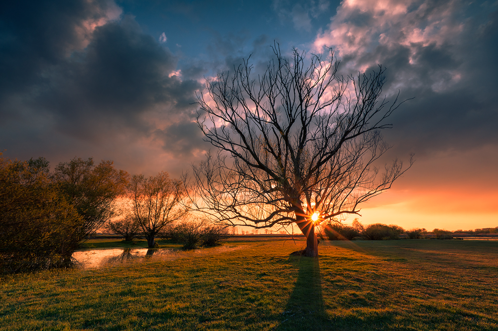 Magic trees