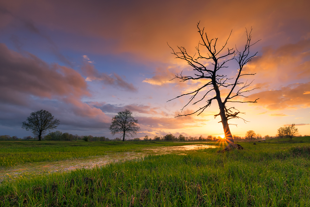 Magic trees