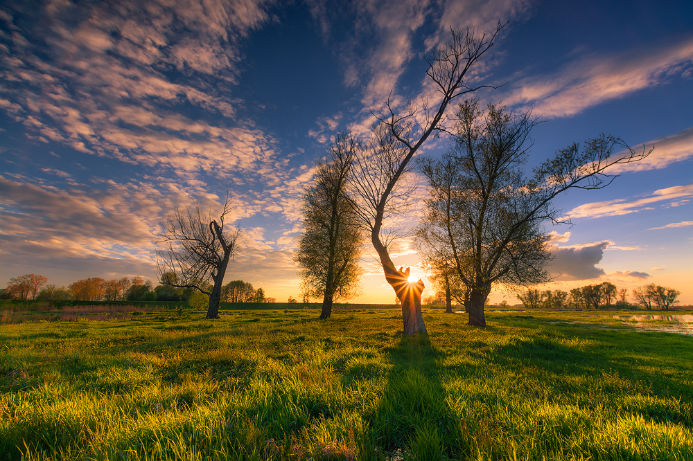 Magic trees