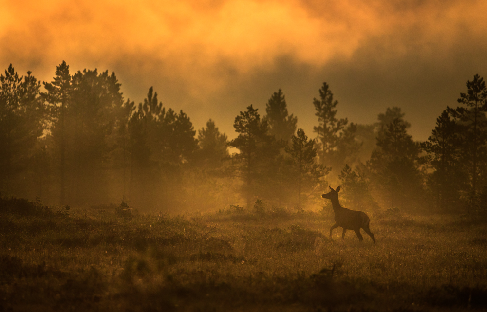 Morning Magic