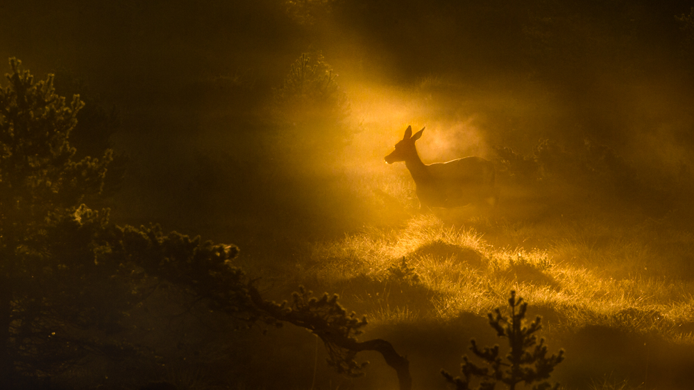 Morning Magic