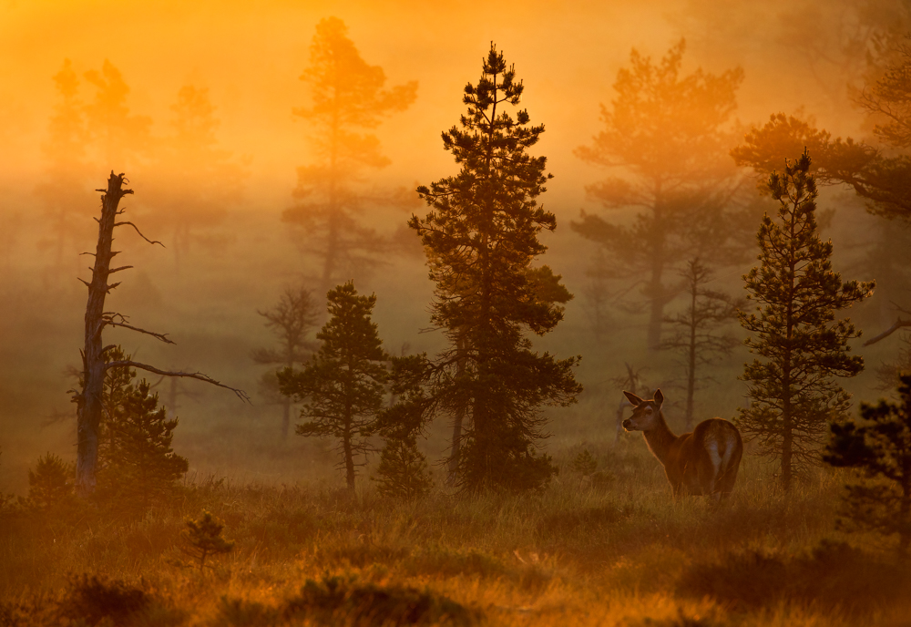 Morning Magic