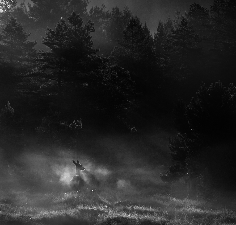 Morning Magic