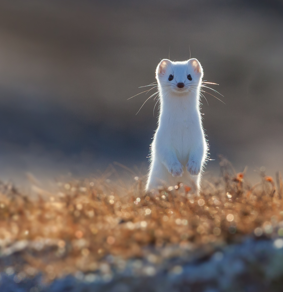 The tiny white killer