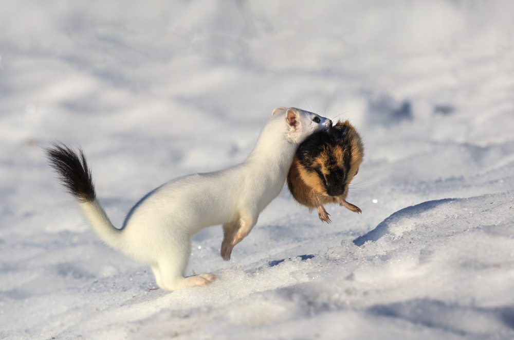 The tiny white killer