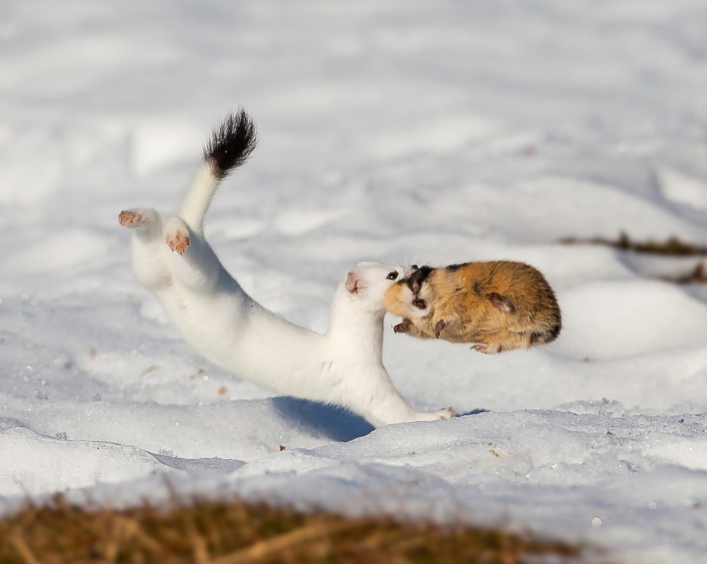 The tiny white killer