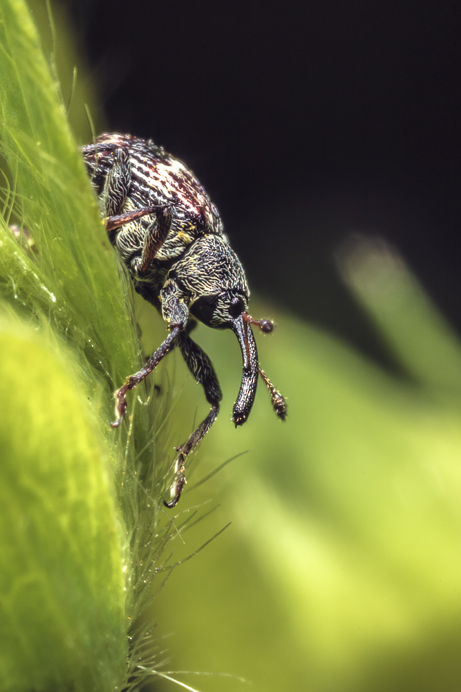 Insects in my backyard