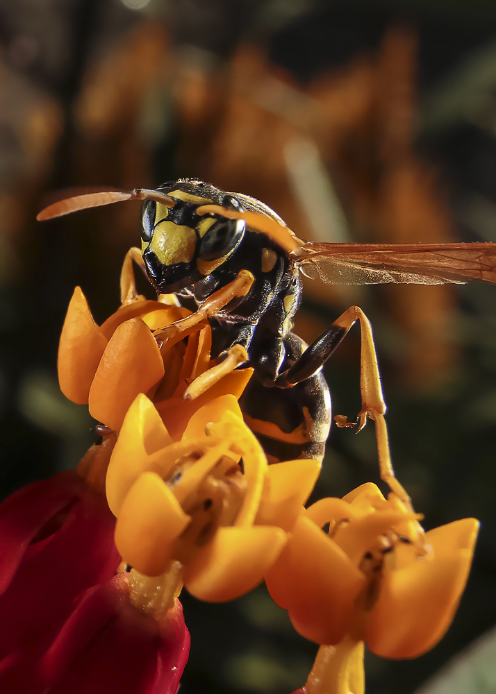Insects in my backyard